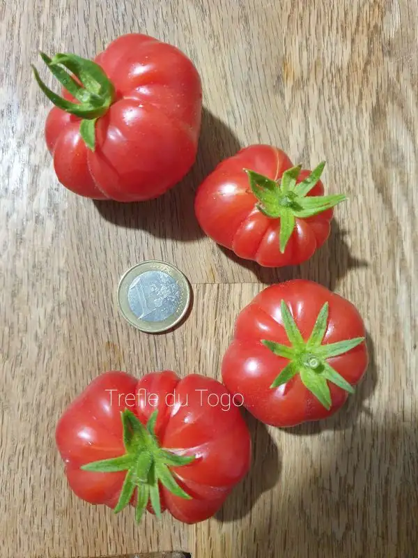 Tomaten: Treffle du togo