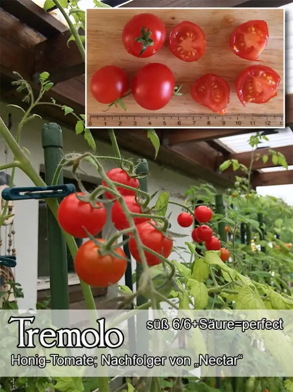 Tomaten: Tremolo