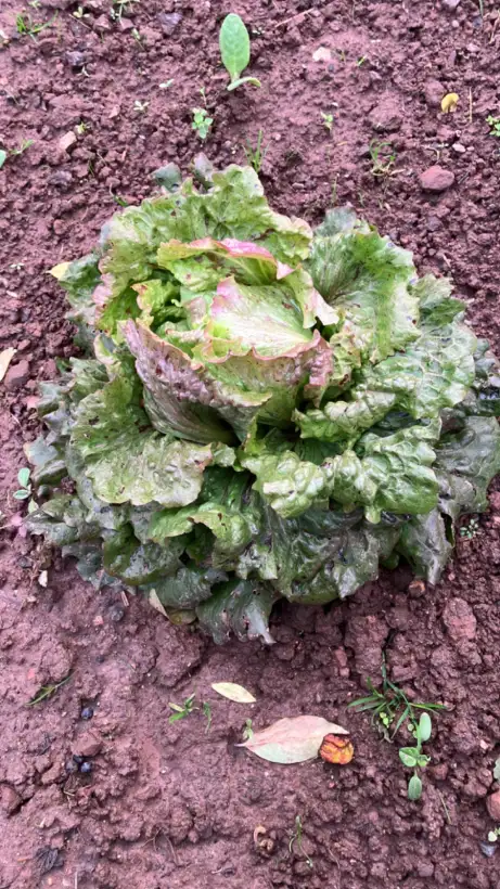 Salate: Tremont.