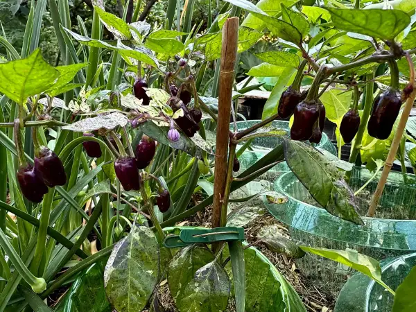 Chili: Tri Fetti