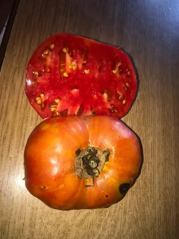 Tomaten: Tri Tolstyaka