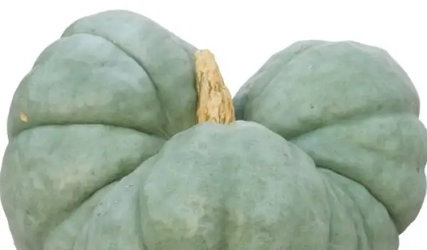 Kürbisse: Triamble auch Tristar, Cucurbita maxima