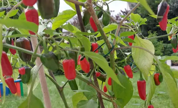 Chili / Paprika: Trifetti Variegata Fremd