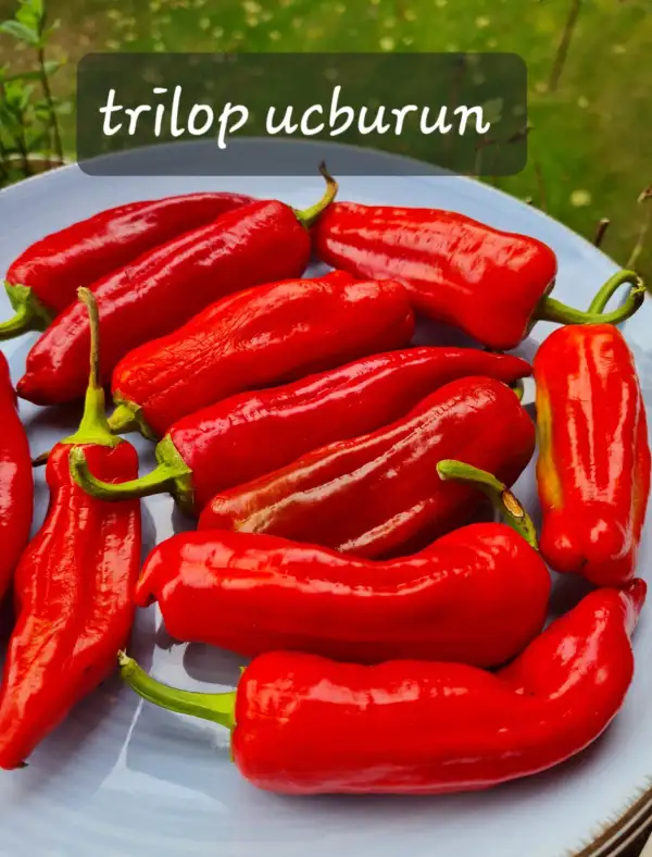 Chili / Paprika: Trilop ucburun