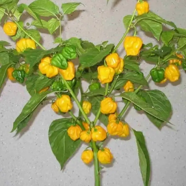 Chili: Trinidad Moruga Scorpion Yellow