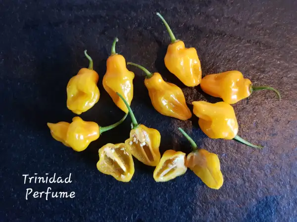 Chili / Paprika: Trinidad Perfume