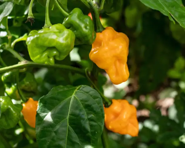Chili / Paprika: Trinidad Perfume
