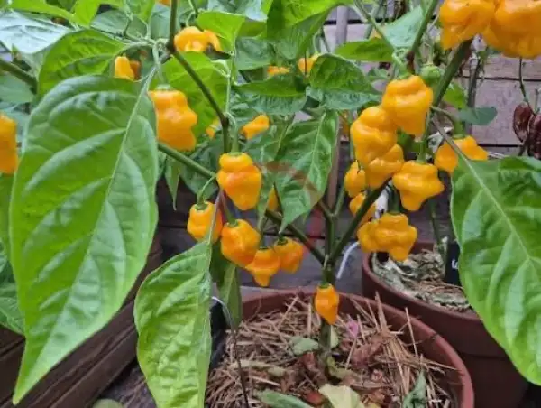 Chili: Trinidad Perfume Yellow