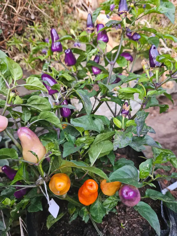 Chili: Trinidad Purple Coffee