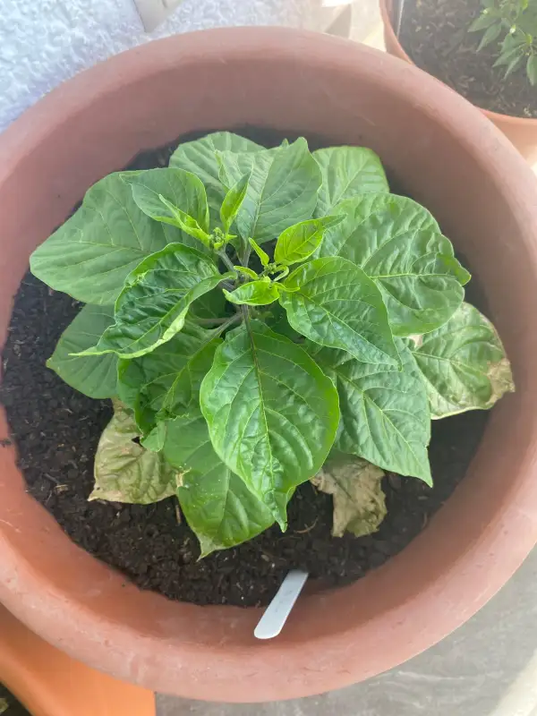 Chili / Paprika: Trinidad Scorpion Brown