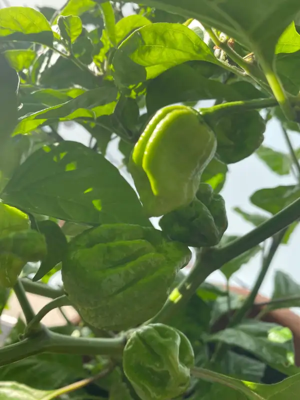 Chili: Trinidad Scorpion Brown