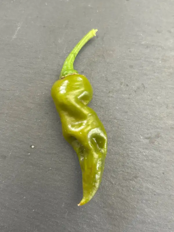 Chili / Paprika: Trinidad Scorpion Green