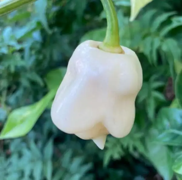 Chili / Paprika: Trinidad scorpion ivory