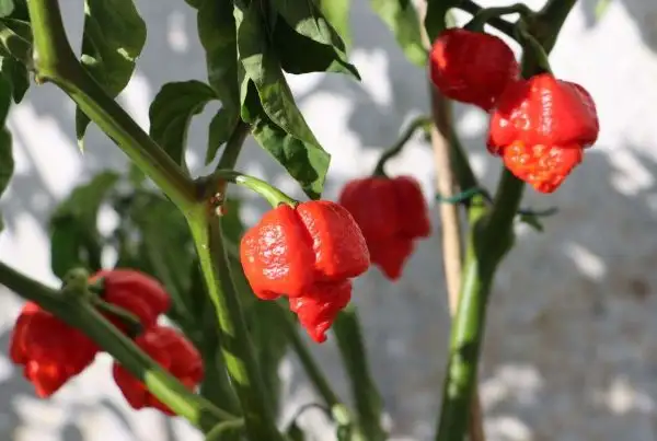 Chili / Paprika: Trinidad Scorpion Moruga Red