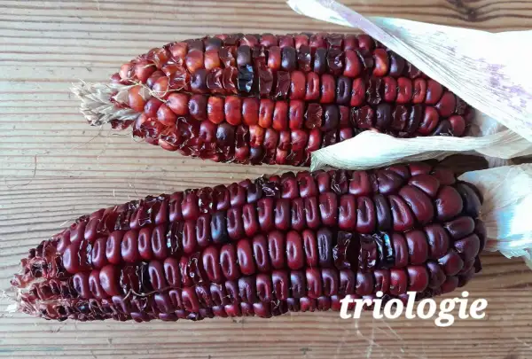 Mais: Triologie, Zuckermais