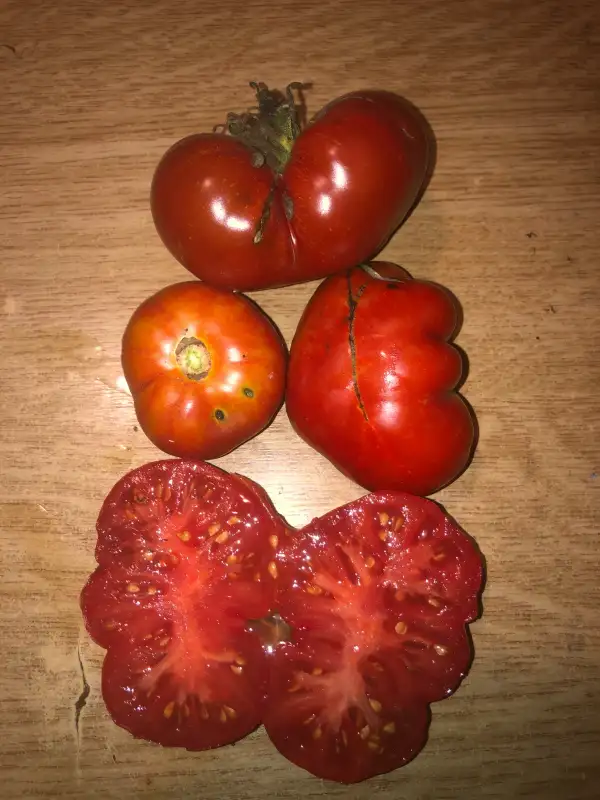 Tomaten: Triomphe de Liège