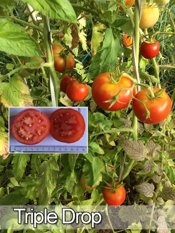 Tomaten: Triple Drop