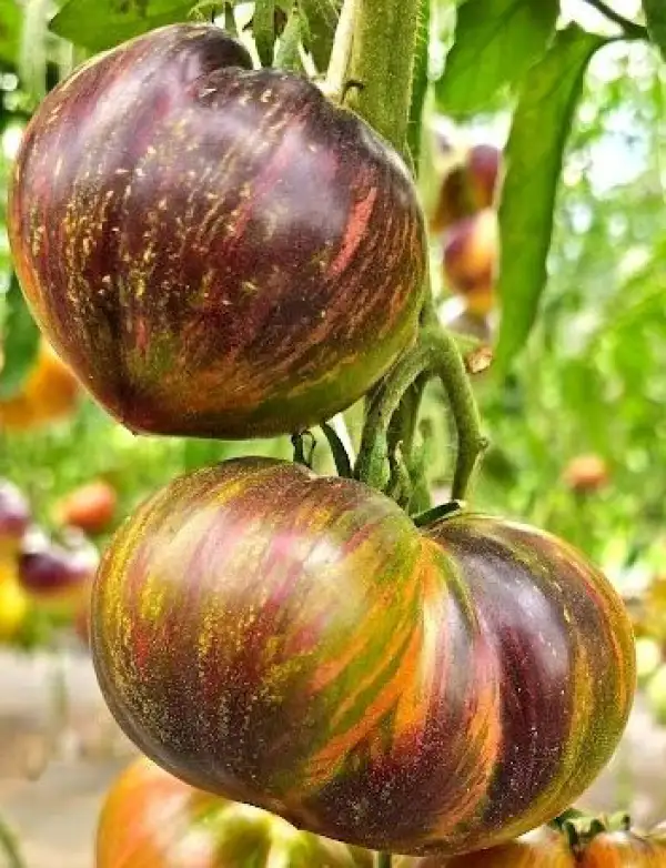 Tomaten: Triumpf of Sofia