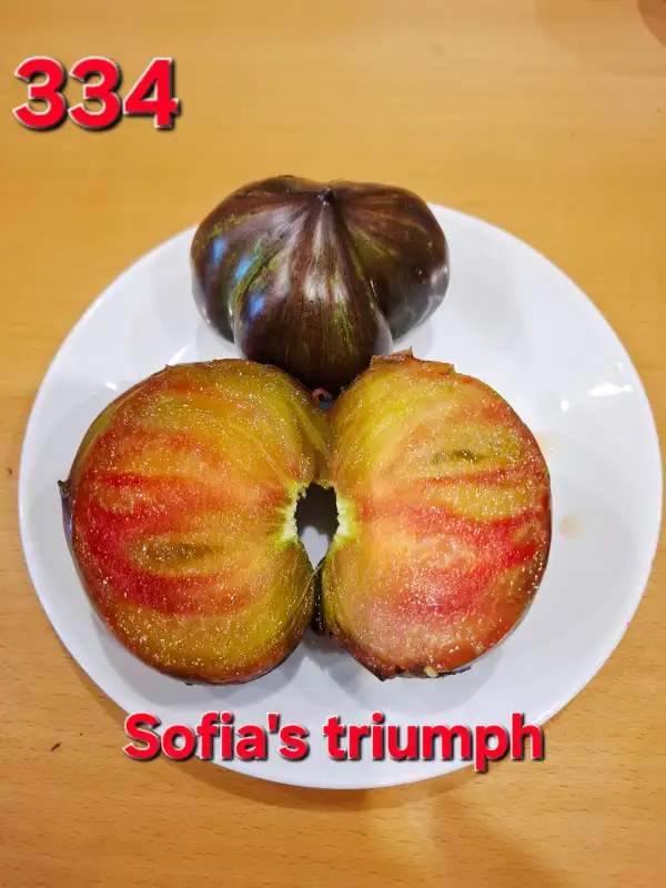 Tomaten: Triumpf Sofii