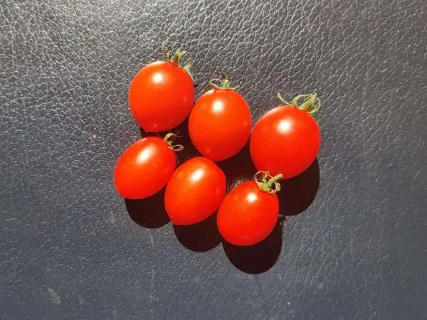 Tomaten: Trixi