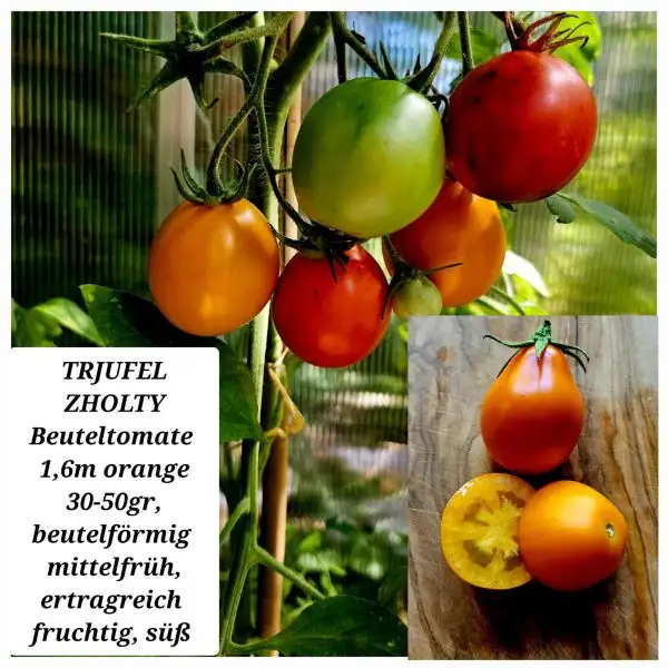 Tomaten: TRJUFEL ZHOLTY