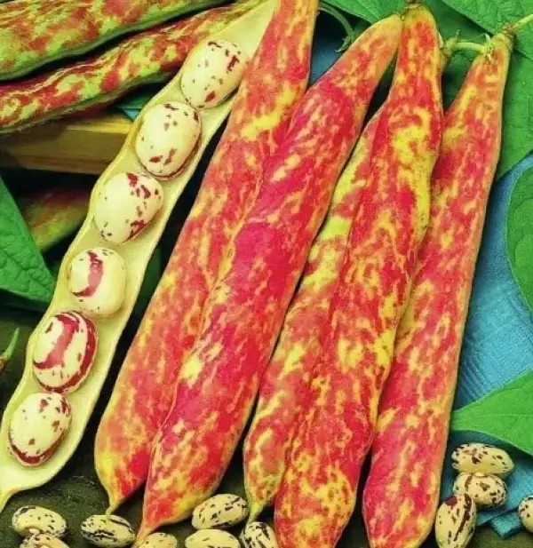 Bohnen: Trockenkochbohne "Borlotto Nano"