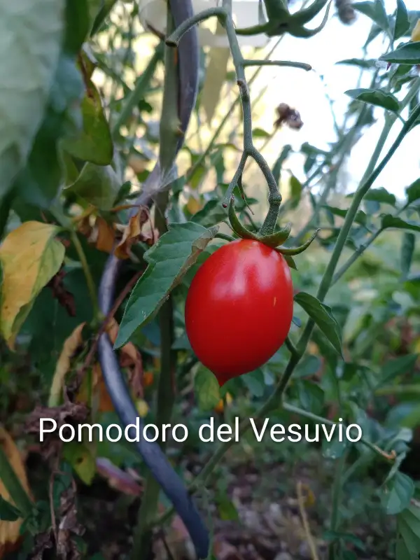 Tomaten: Trockentomaten Pomodoro del Vesuvio