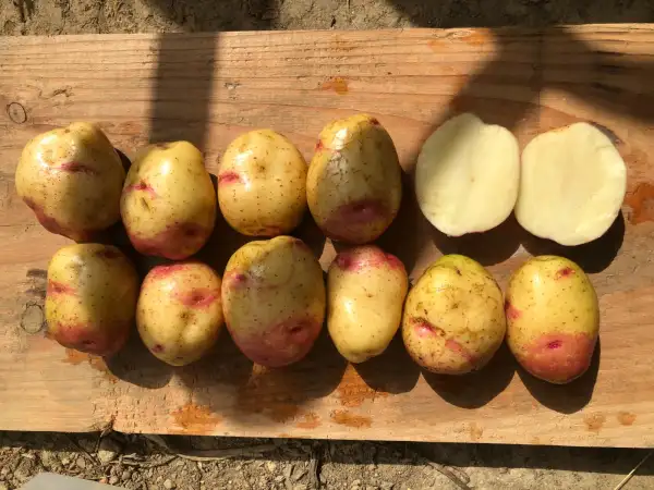 Kartoffeln: Trogs Lichtblick
