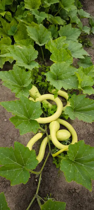 Zucchini: Trombetta di Albenga