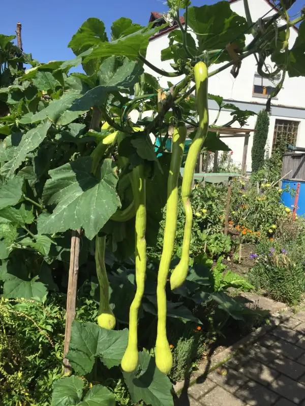 andere Gemüse: Trompetenzucchini, Tromba d Albenga