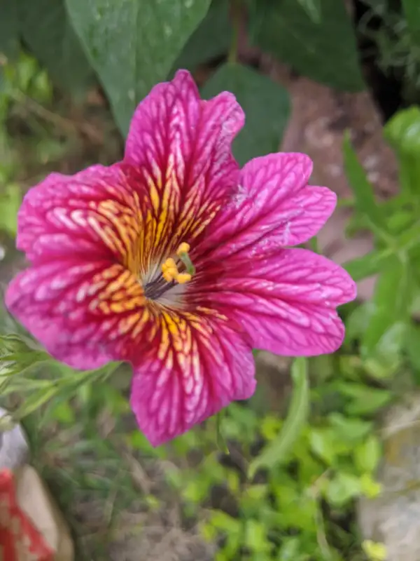 Blumen: Trompetenzunge