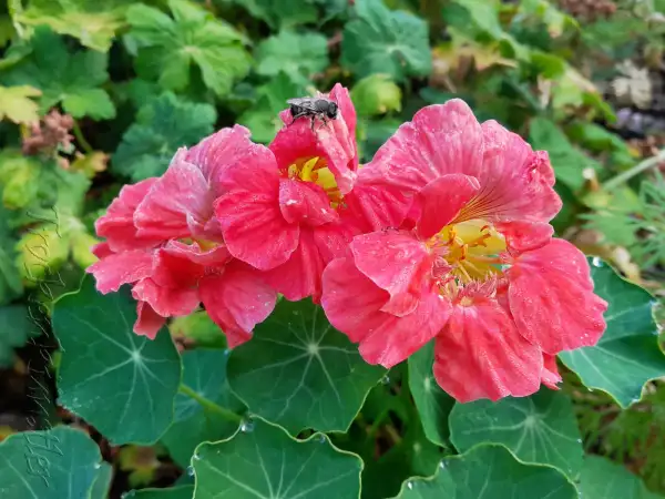 Blumen: Tropaeolum minus 