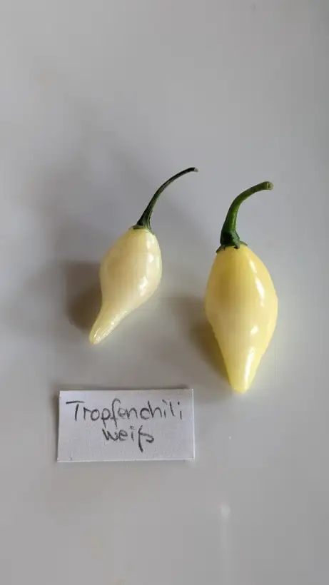 Chili / Paprika: Tropfenchili Chupentinho white