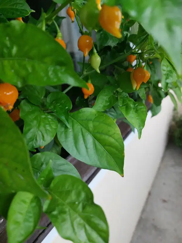 Chili / Paprika: tropfenförmiger Paprika gelb