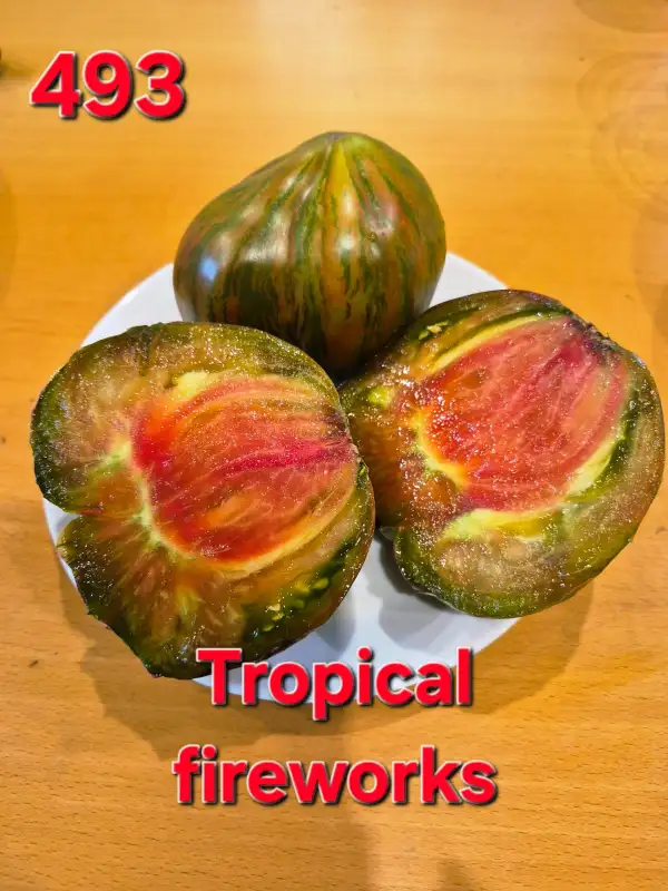 Tomaten: Tropical fireworks