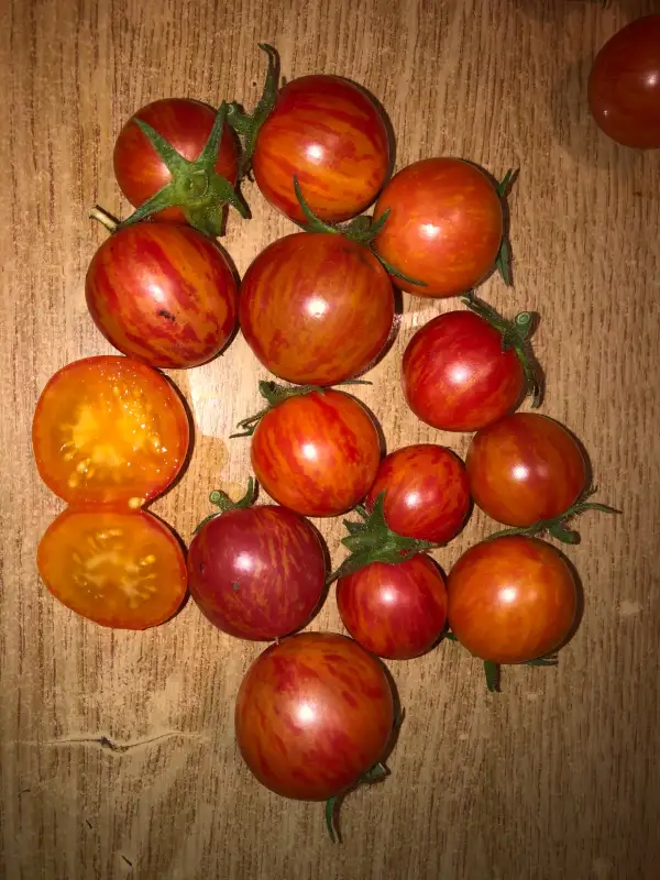 Tomaten: Tropical Sunset