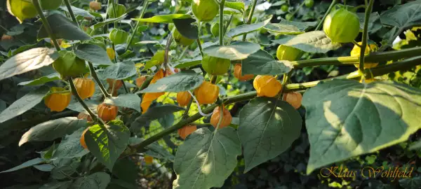 Physalis: Tropicana
