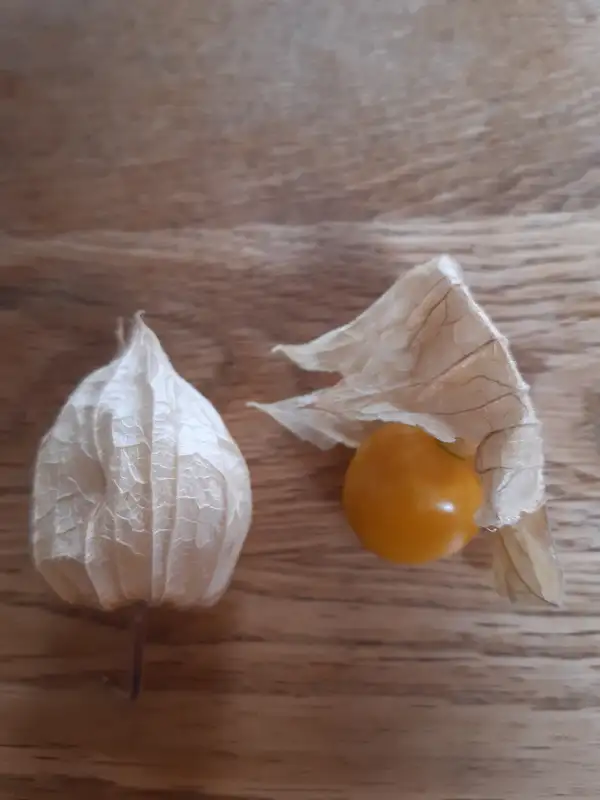 Physalis: Tropicana