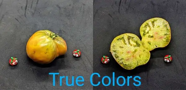 Tomaten: True Colors