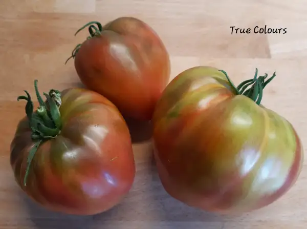 Tomaten: True Colours