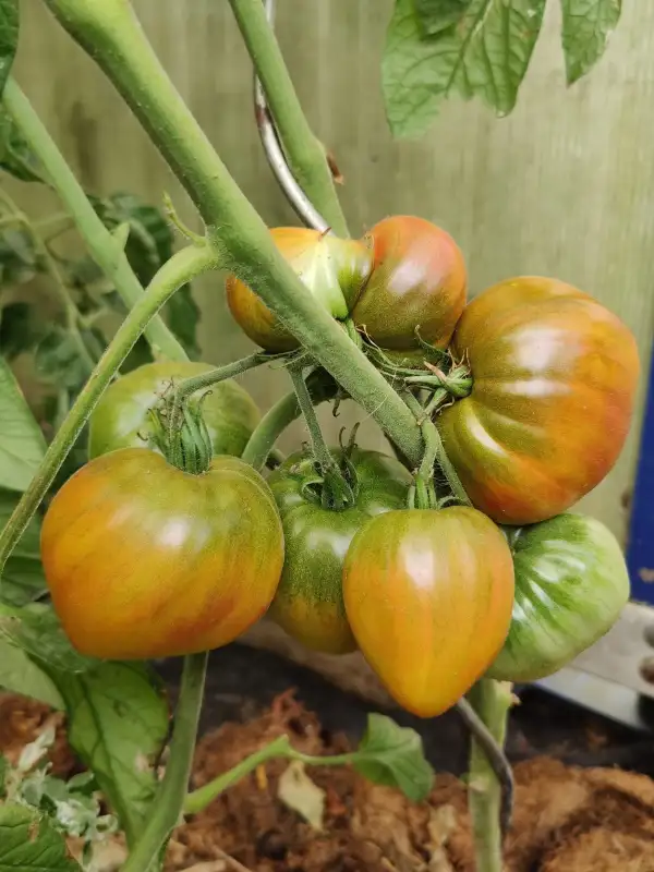 Tomaten: True Colours