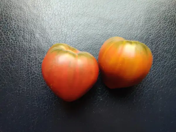 Tomaten: True Colours