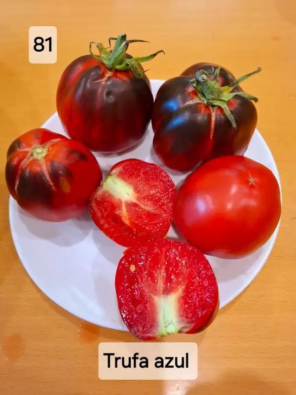 Tomaten: Trufa azul