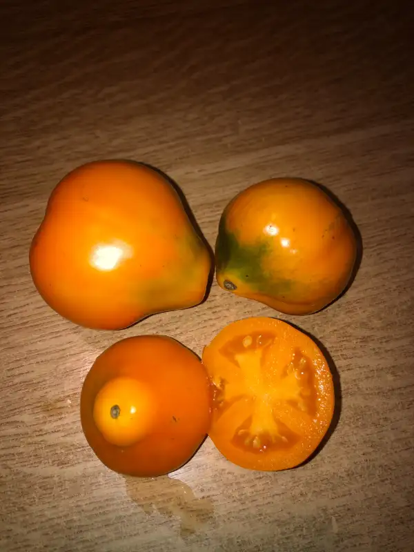 Tomaten: Tryufel Zhovtyi