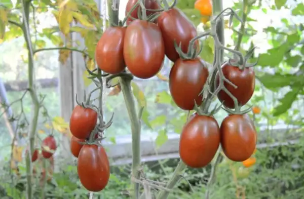 Tomaten: Tschörnji Mawr = Schwarzer Mohr= Black Mawr = Schwarzer Maure