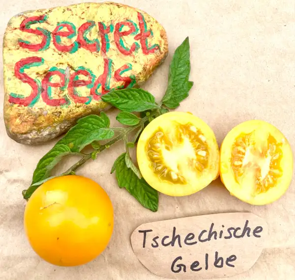 Tomaten: Tschechische Gelbe