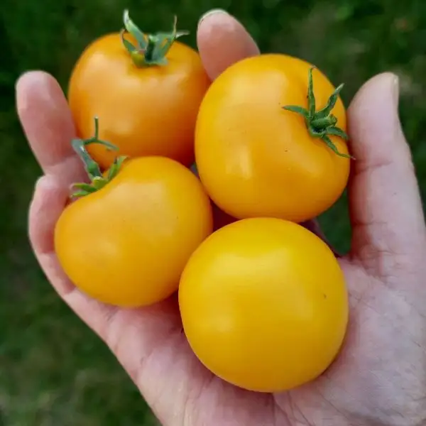 Tomaten: Tschechische Gelbe