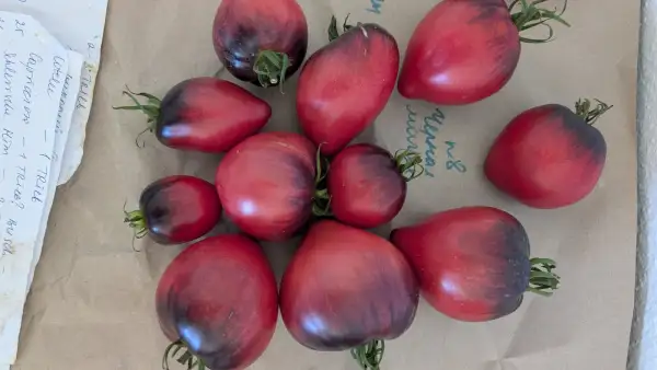 Tomaten: Tschernaja Magia (schwarze Magie)