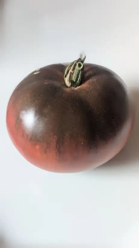 Tomaten: Tschernii Prinz