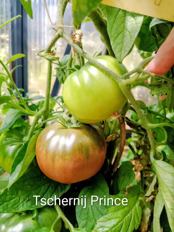 Tomaten: Tschernij Prince